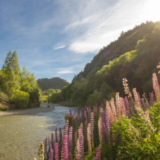 Arrow River in Summer