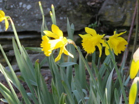 Spring daffodils Arrowtown Sue Patterson1 low res